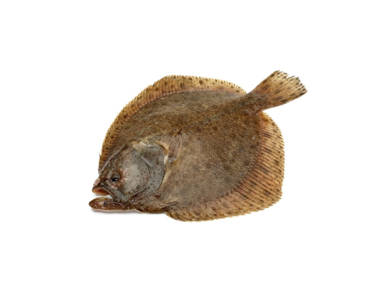 Turbot 2/3Kg élevage Espagne x10Kg