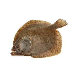 Turbot 2/3Kg élevage Espagne x10Kg