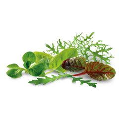 Mesclun salade mélangée de jeunes pousses (1Kg)